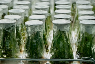 green plant on clear glass vase