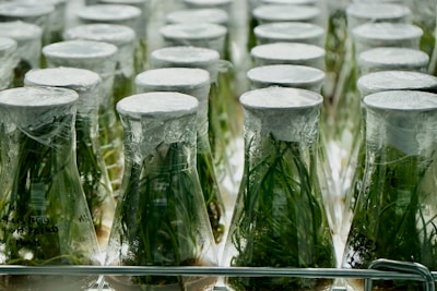 Close-up of vibrant green plant cultures growing in a sterile lab environment.