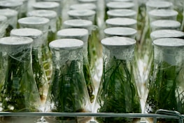 Laboratory scene showing scientists working on biotechnological solutions for soil regeneration.
