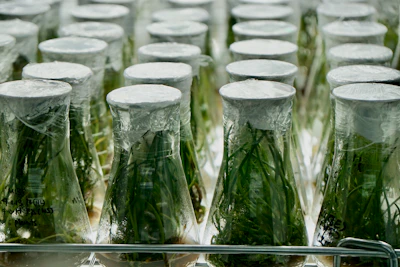 Scientific illustration showing carbon dioxide molecules being absorbed by microalgae inside the photobioreactor.