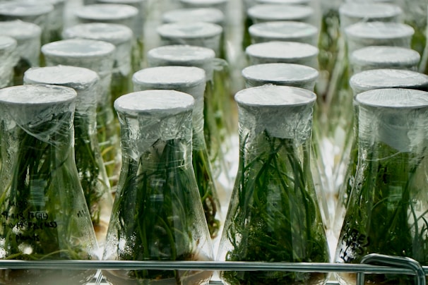 Close-up of healthy green tissue culture plantlets in a lab setting with sterile equipment.