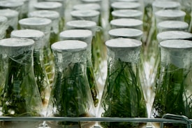 Rows of glass flasks filled with green plants are sealed with plastic wrap. The flasks are arranged uniformly, suggesting a laboratory or scientific environment focused on plant research or cultivation. The setting appears sterile and controlled.