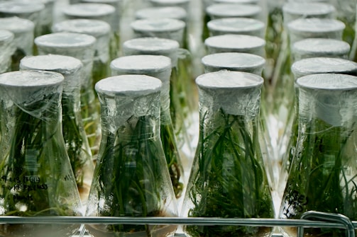 Rows of glass flasks filled with green plants are sealed with plastic wrap. The flasks are arranged uniformly, suggesting a laboratory or scientific environment focused on plant research or cultivation. The setting appears sterile and controlled.