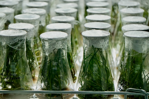 Rows of glass flasks filled with green plants are sealed with plastic wrap. The flasks are arranged uniformly, suggesting a laboratory or scientific environment focused on plant research or cultivation. The setting appears sterile and controlled.