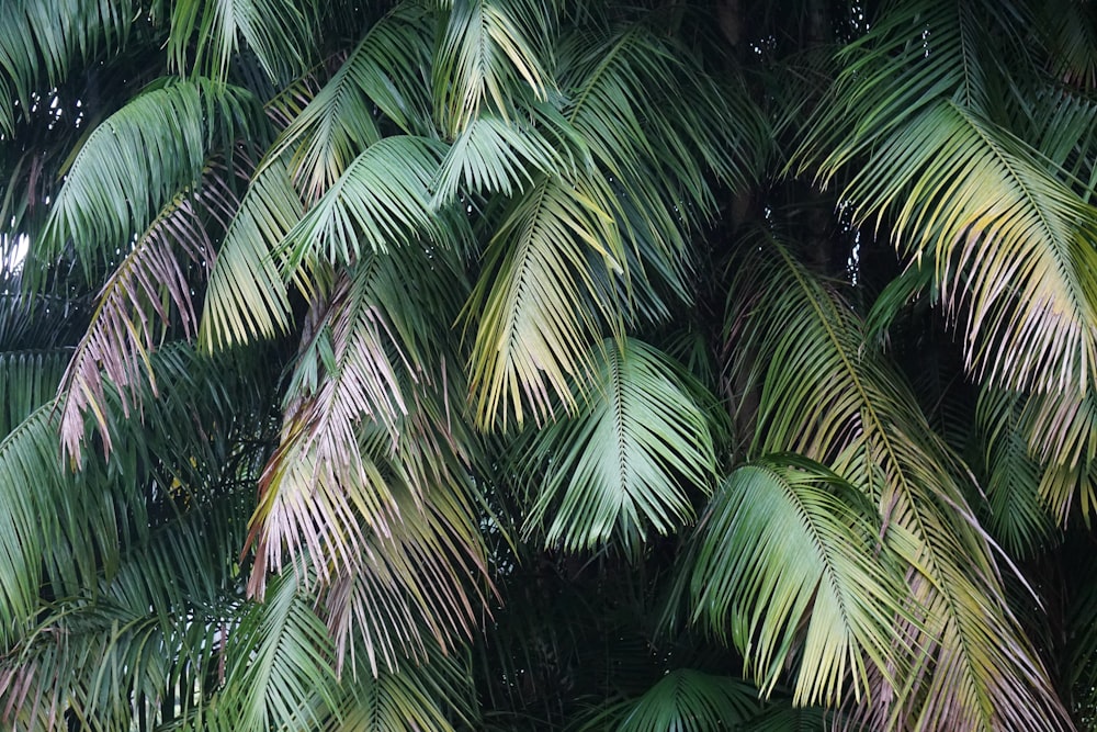 green palm tree during night time