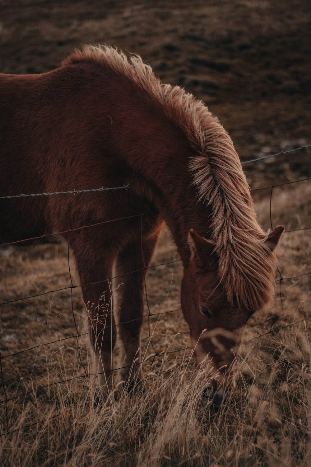 brown horse eating grass during daytime