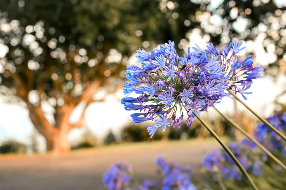 Flores moradas en lente de cambio de inclinación