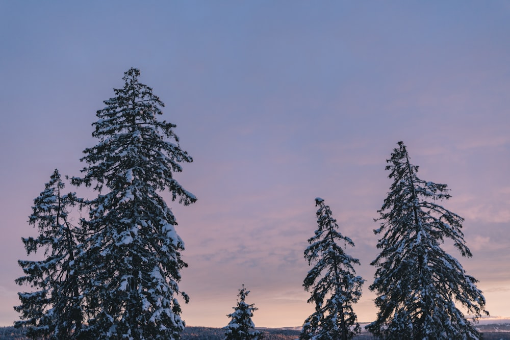 green pine tree under white sky during daytime