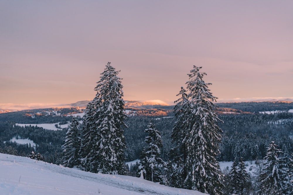 green pine tree covered with snow during daytime