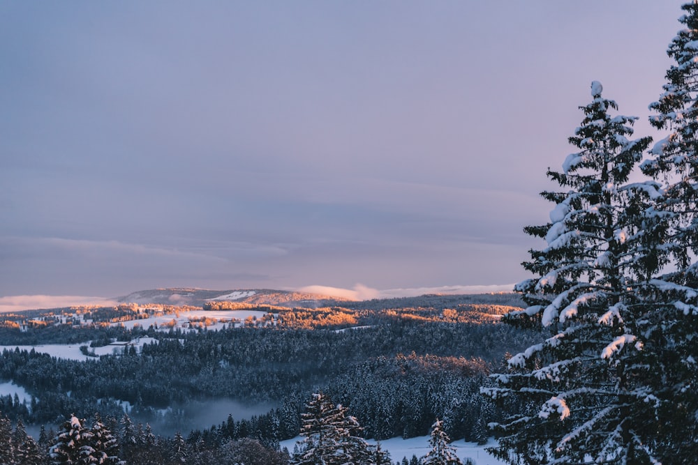 árvores e montanhas cobertas de neve durante o dia