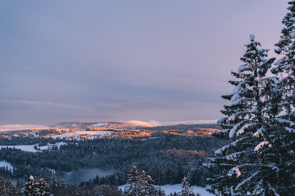 snow covered trees and mountains during daytime