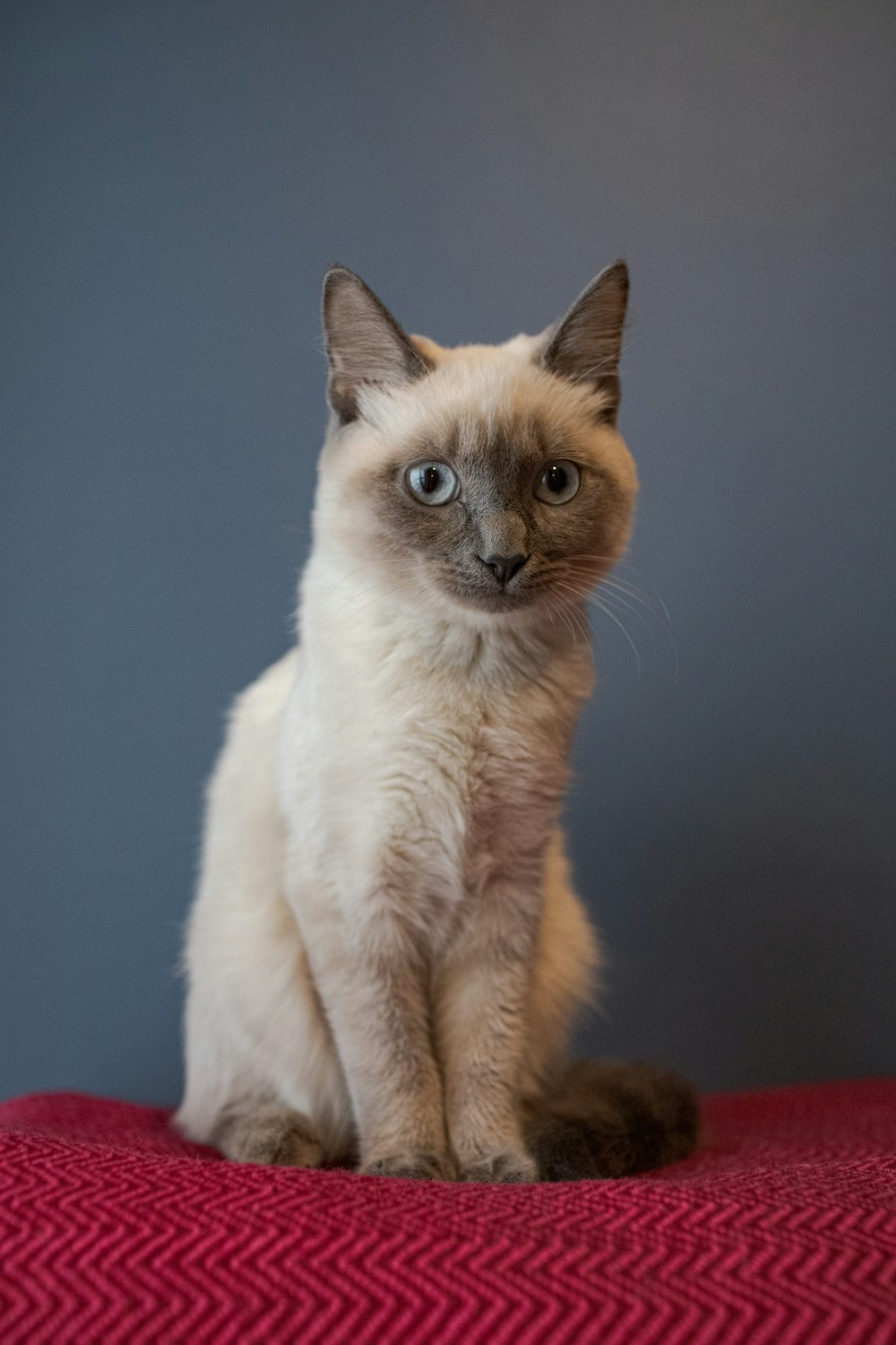 white and brown short fur cat