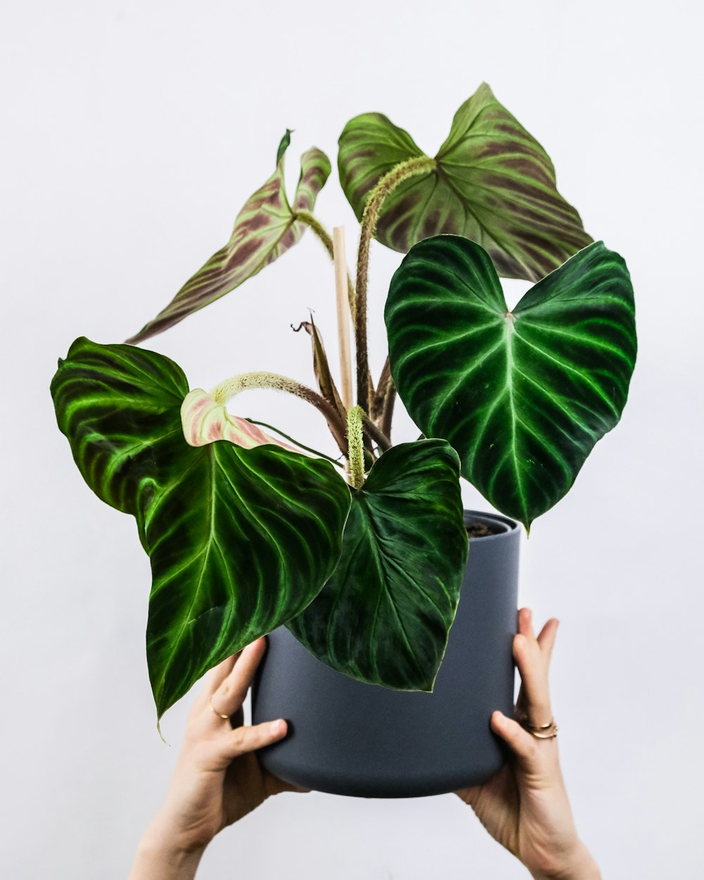 green leaves on black pot