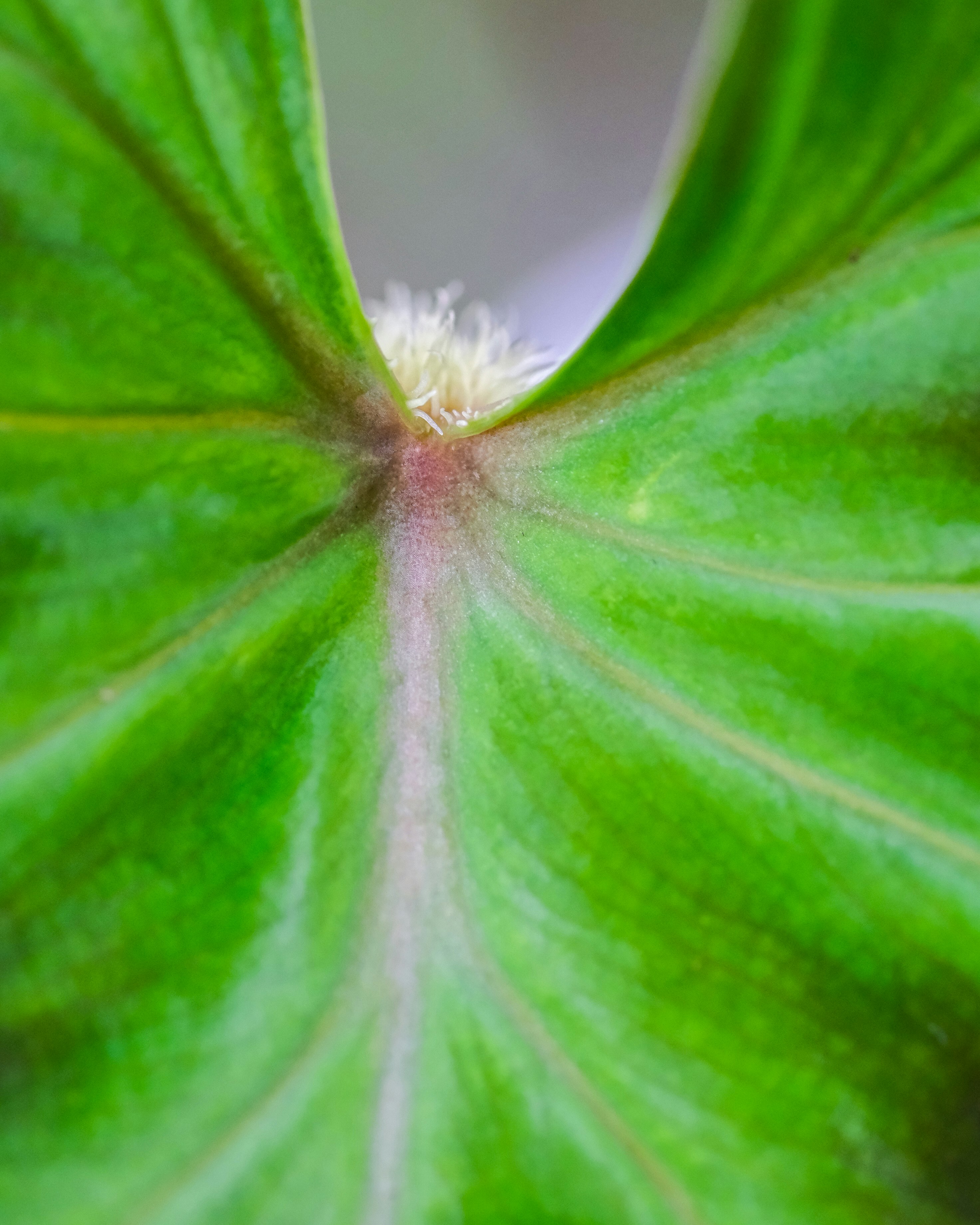 green and white flower in macro photography