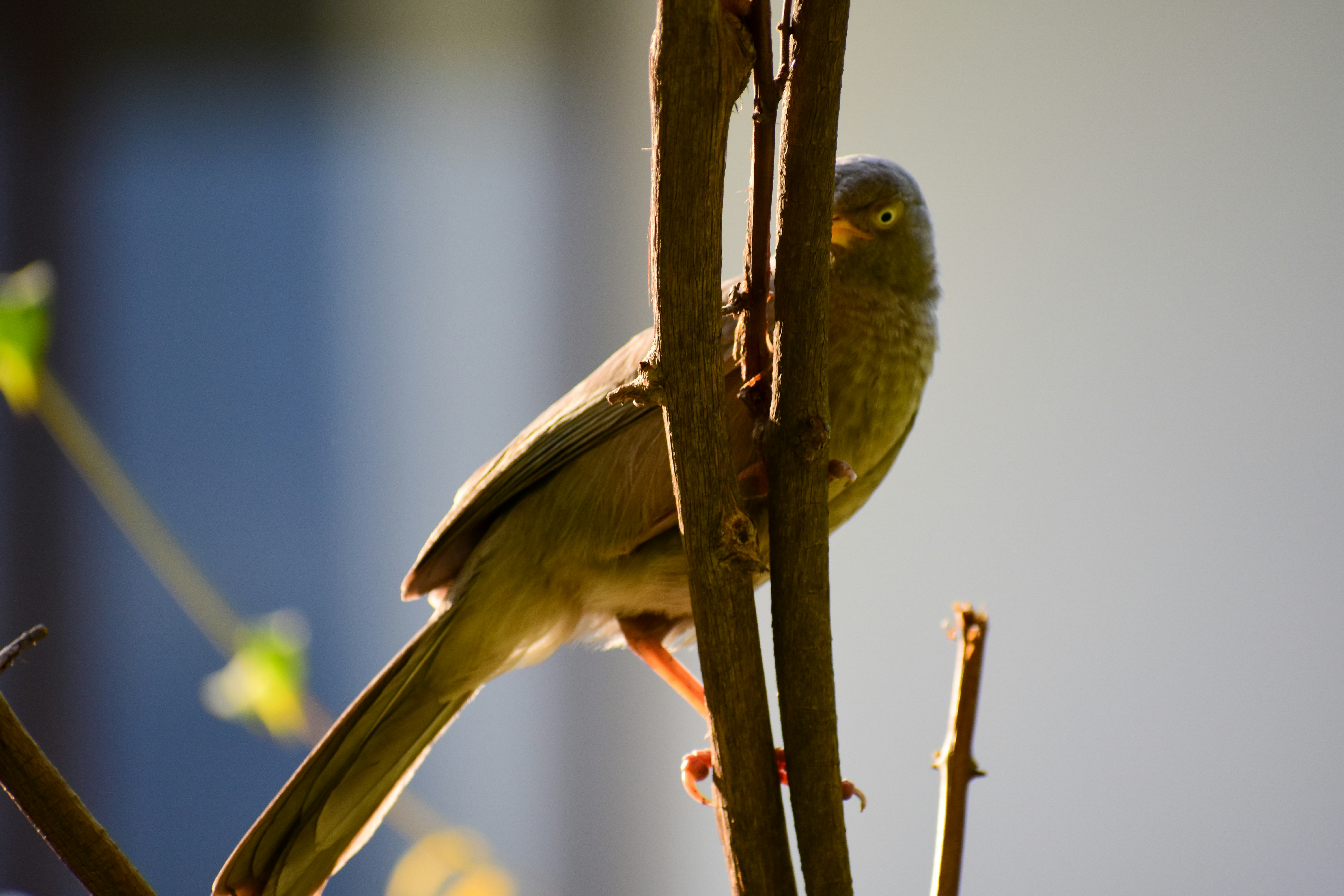 Bellbird, New South Wales