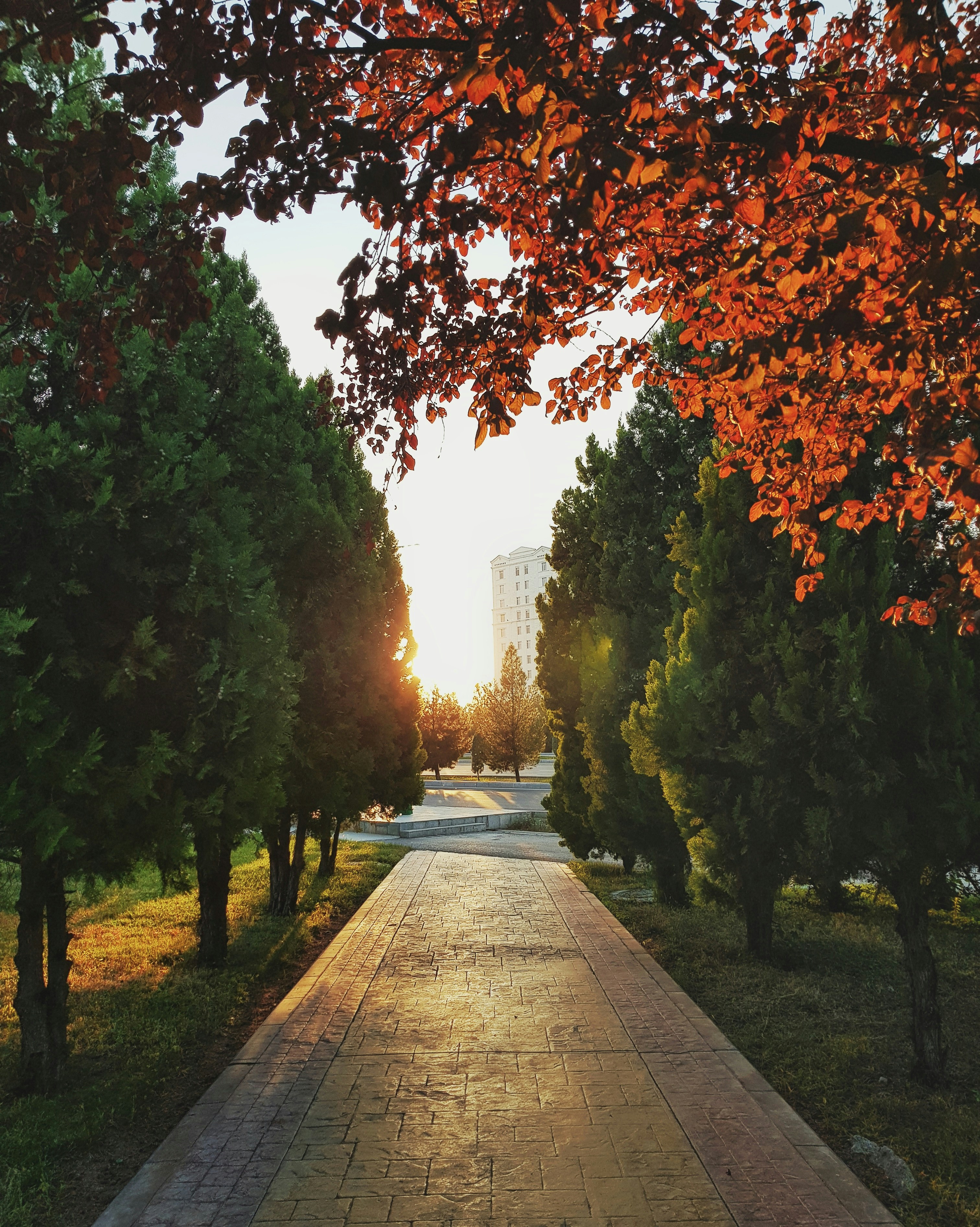 gray concrete pathway between trees during daytime