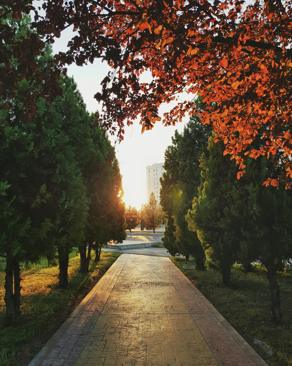 gray concrete pathway between trees during daytime