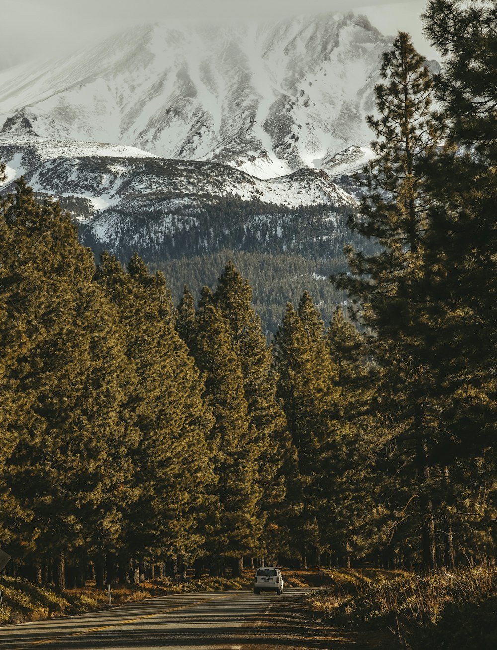 green trees near snow covered mountain during daytime