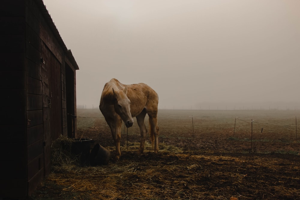 brown horse on brown grass field during daytime