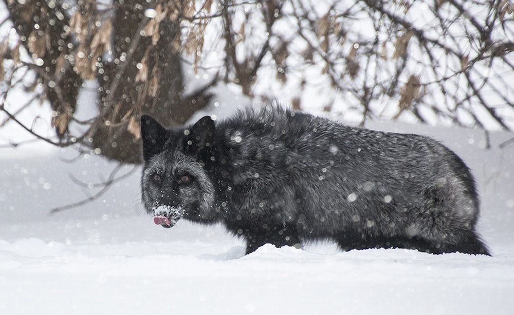 black wolf on snow covered ground during daytime