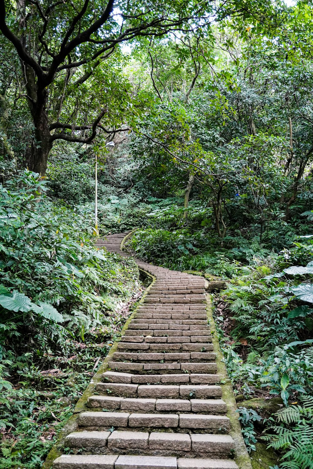 brown wooden pathway between green trees during daytime