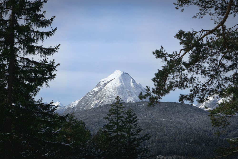 green trees near snow covered mountain during daytime