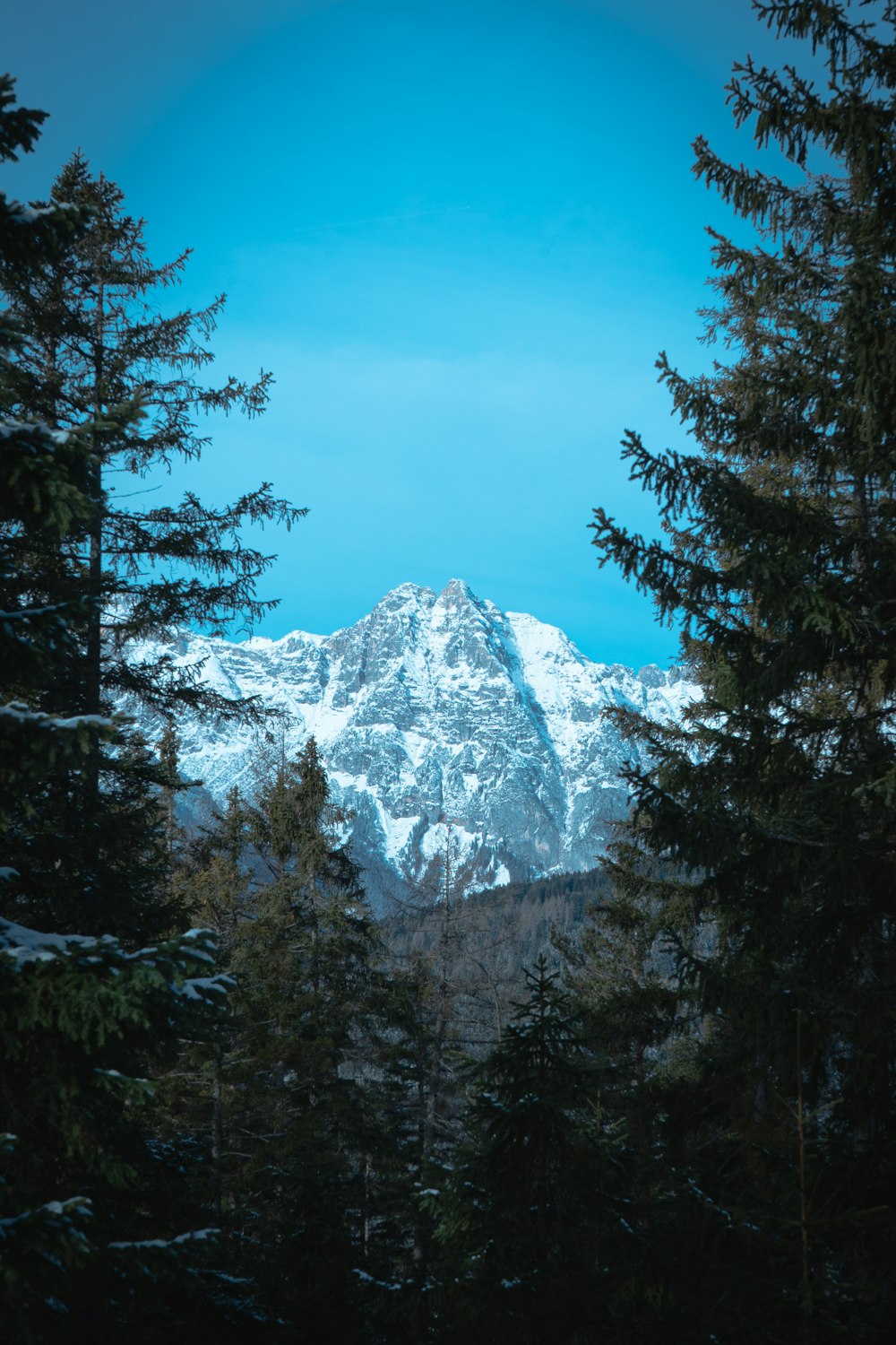 green pine trees near snow covered mountain during daytime