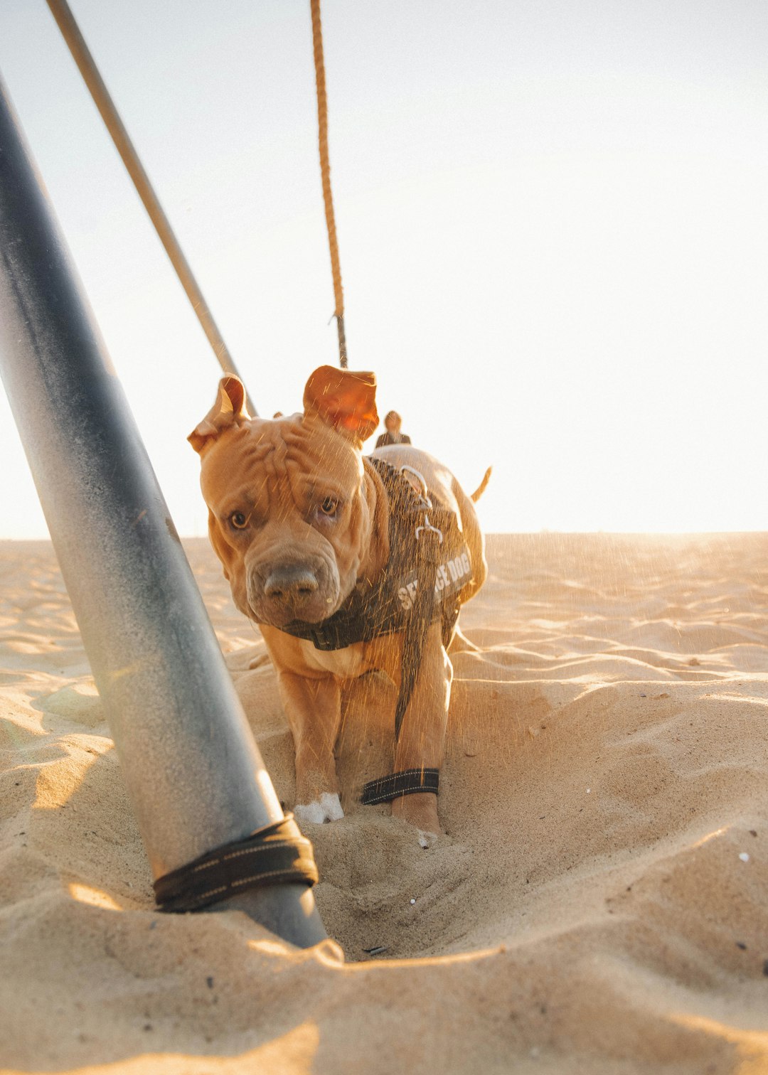 brown short coat medium dog on beach during daytime