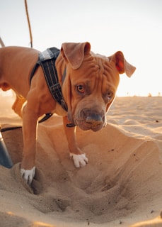A brown dog with a black harness is exploring a sandy area. The dog appears curious, with its head lowered close to the sand, and its nose slightly dusted with sand, indicating it has been sniffing or digging. The warm glow of a sunset or sunrise casts a soft light on the scene, creating a gentle contrast with the dog's fur and the sand.
