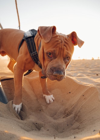 A brown dog with a black harness is exploring a sandy area. The dog appears curious, with its head lowered close to the sand, and its nose slightly dusted with sand, indicating it has been sniffing or digging. The warm glow of a sunset or sunrise casts a soft light on the scene, creating a gentle contrast with the dog's fur and the sand.