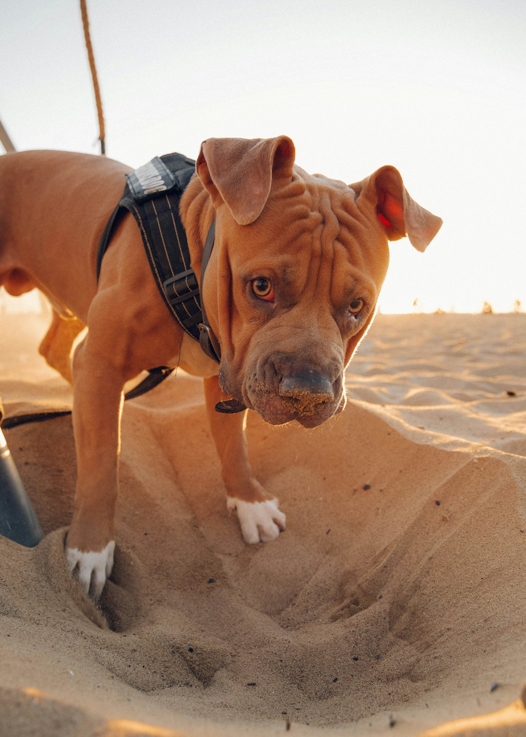 brown and white short coated dog on brown sand during daytime