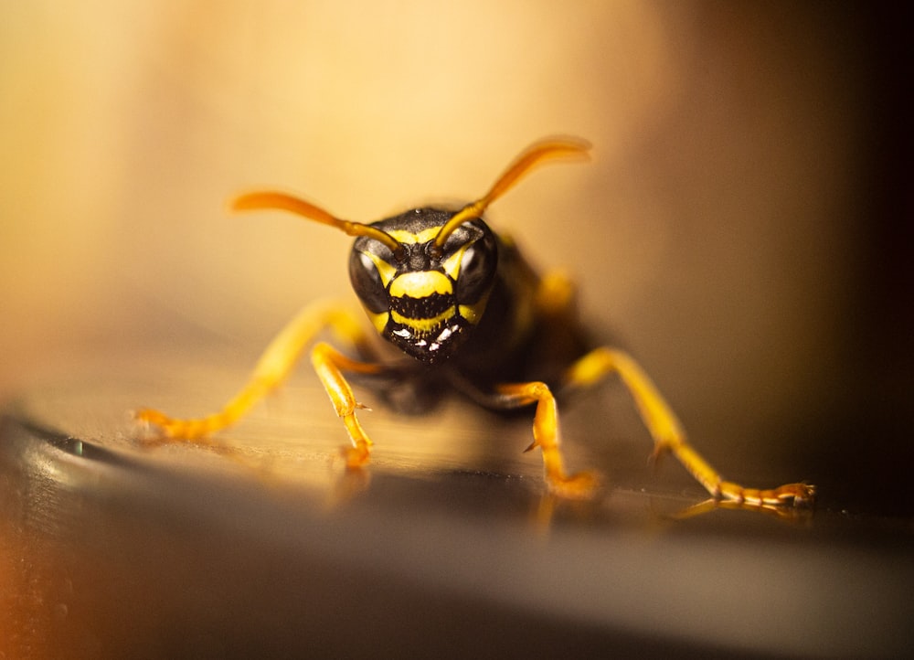 yellow and black bee in close up photography