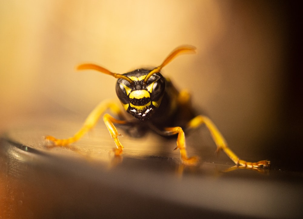 abeja amarilla y negra en fotografía de primer plano