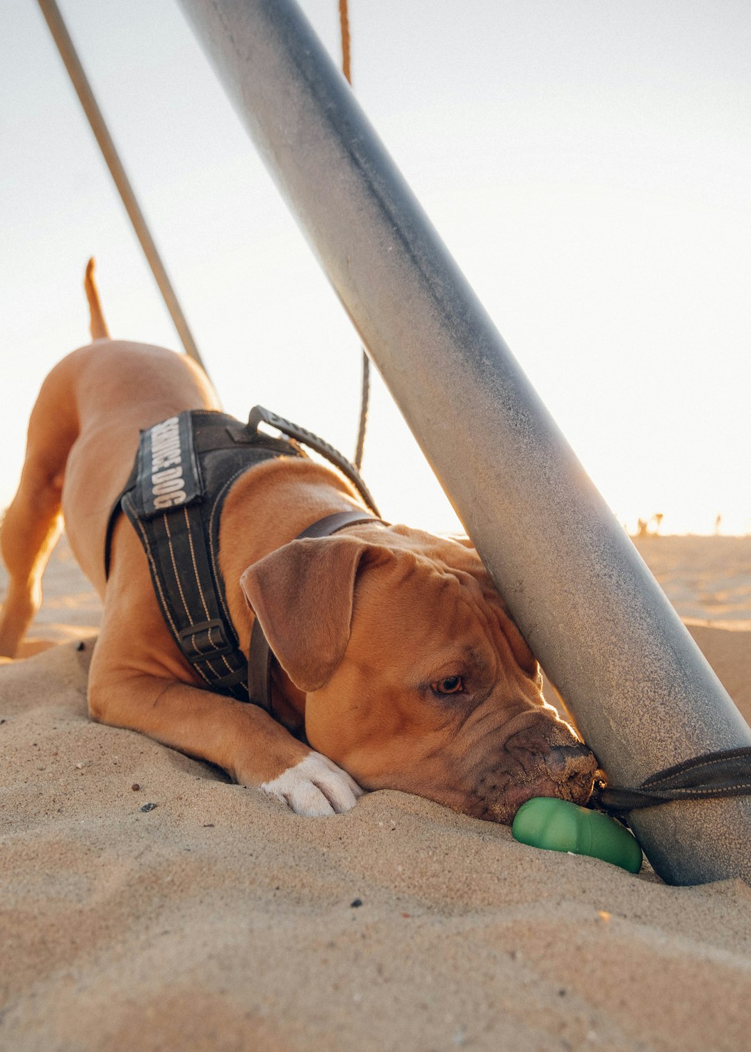 brown short coated dog lying on beach sand during daytime