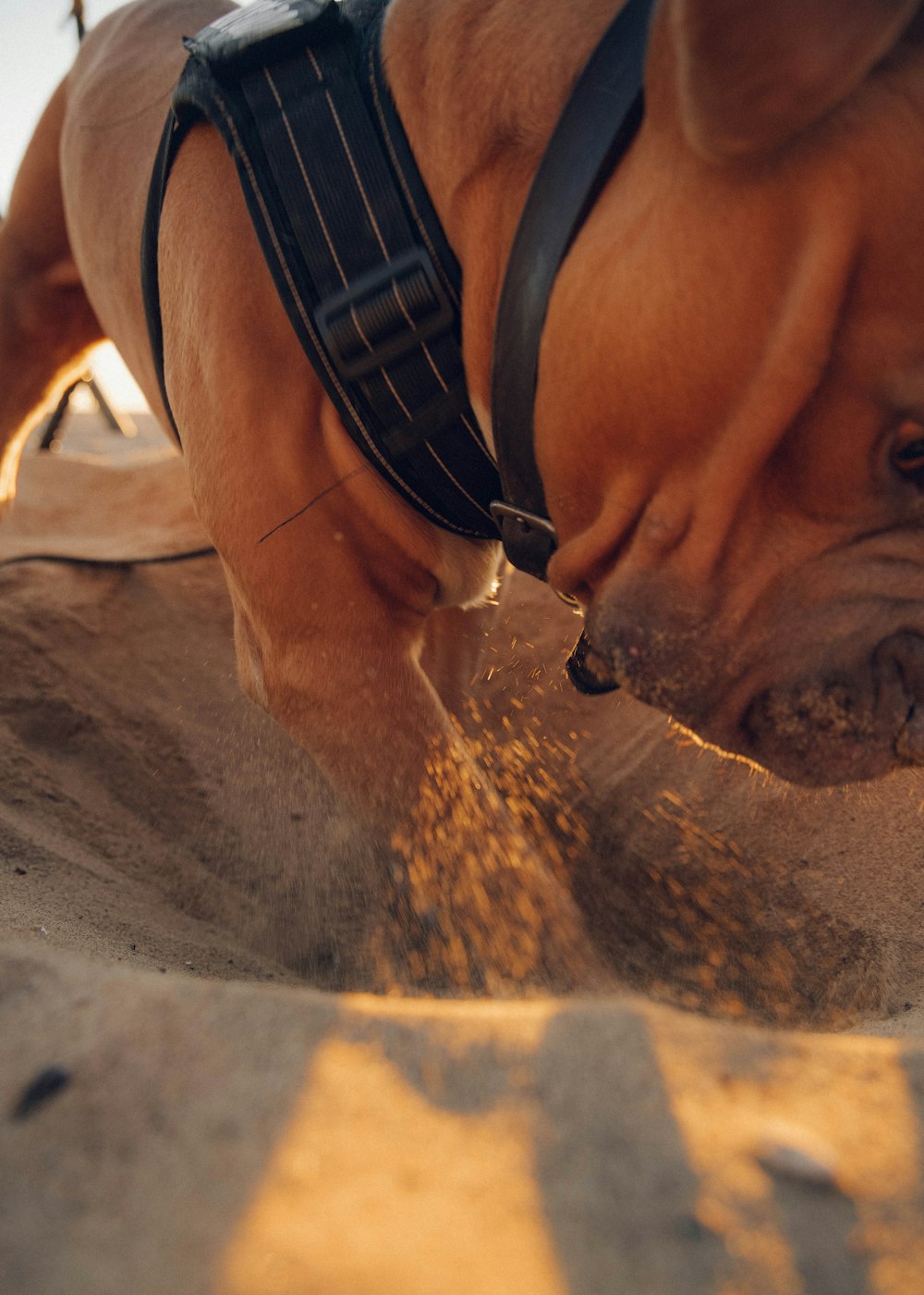 brown short coated dog lying on sand during daytime