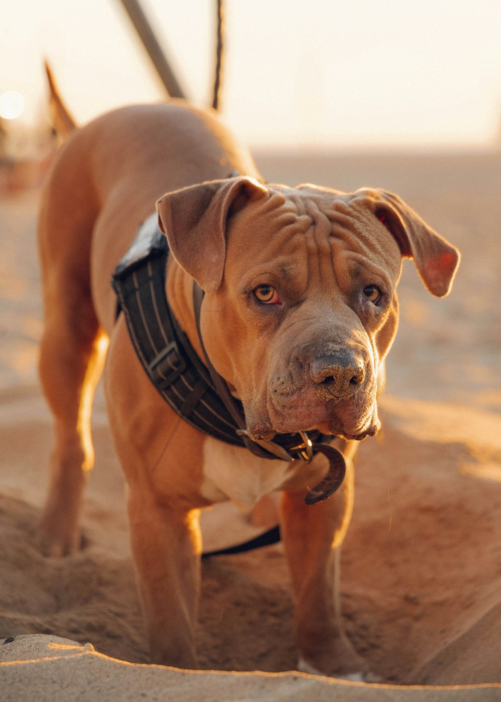 brown short coated dog on brown sand during daytime