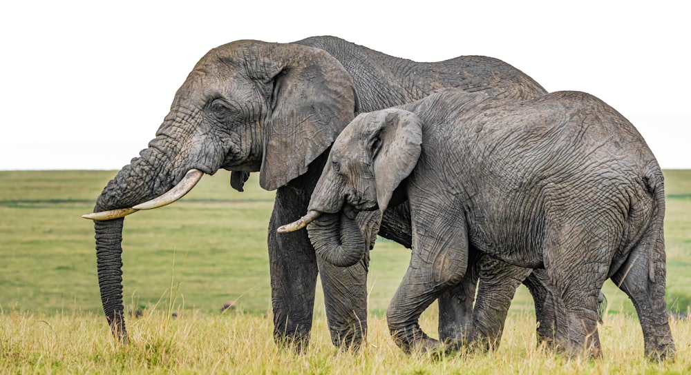 Elefante gris en campo de hierba verde durante el día