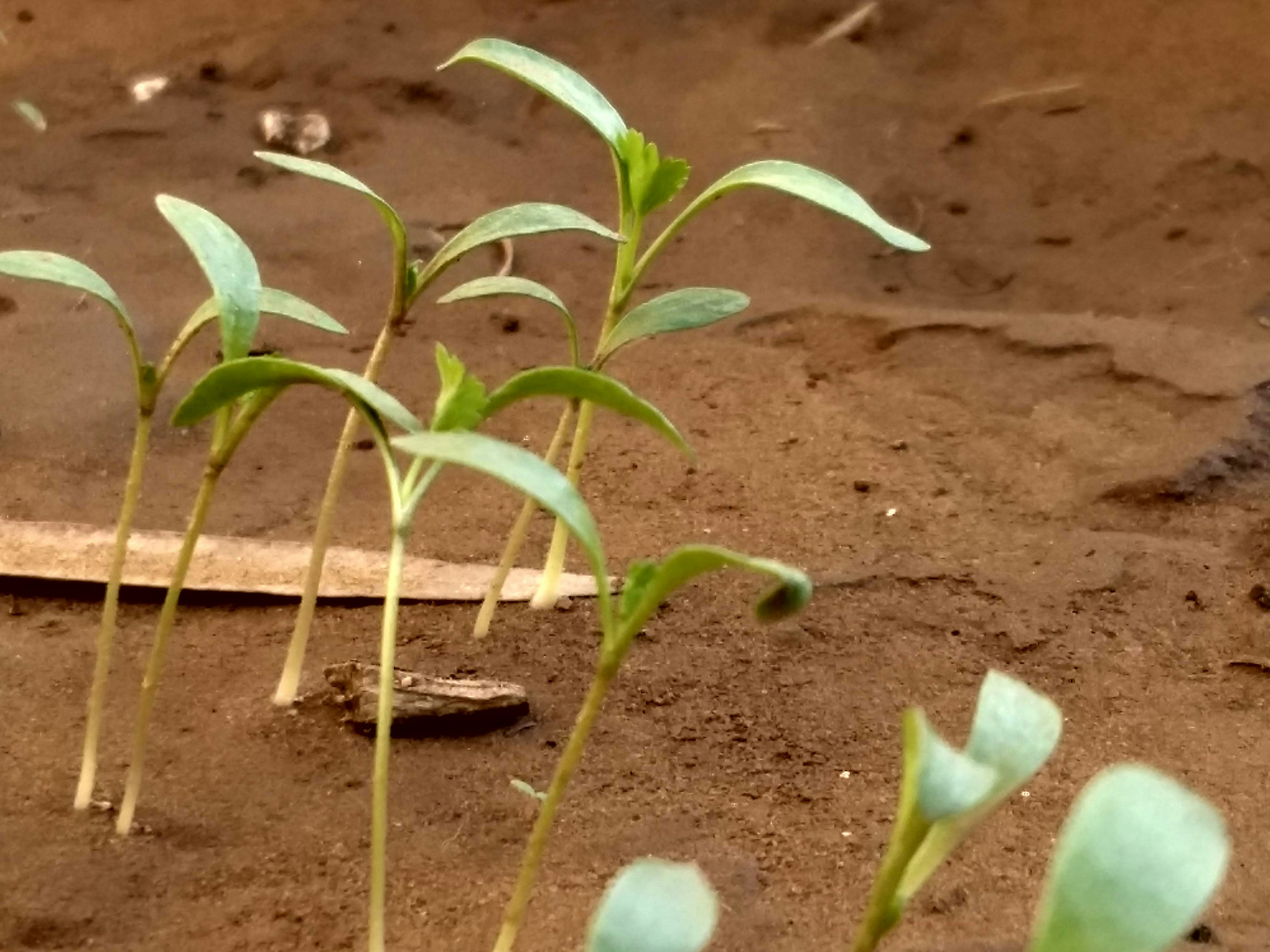 green plant on brown soil