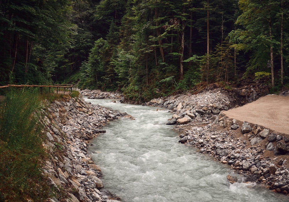 river in the middle of forest during daytime