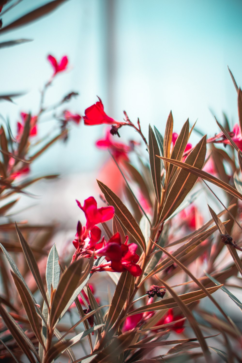red flowers in tilt shift lens