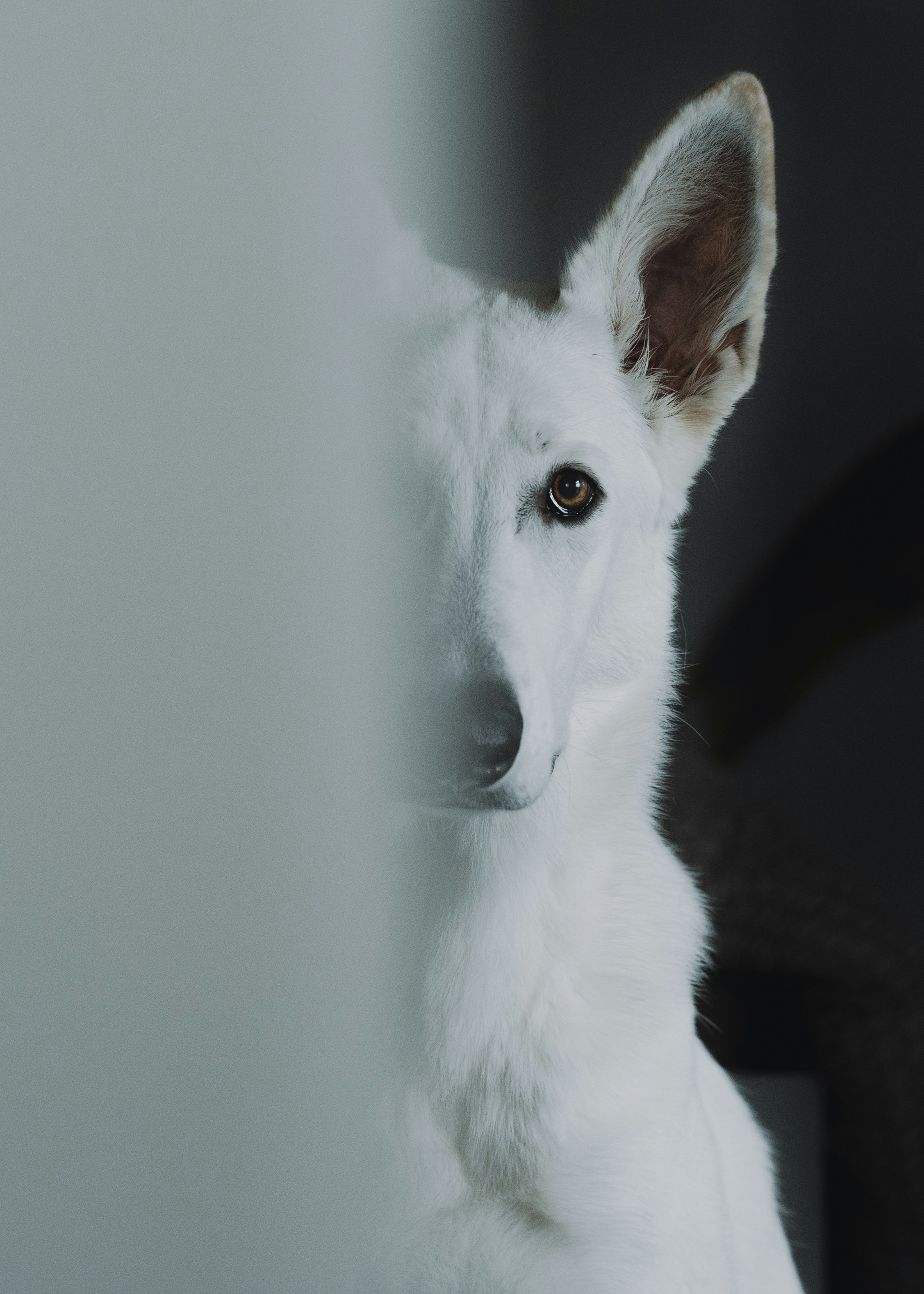 white short coated dog lying on black textile