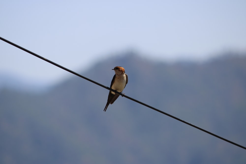 brown and yellow bird on black wire during daytime