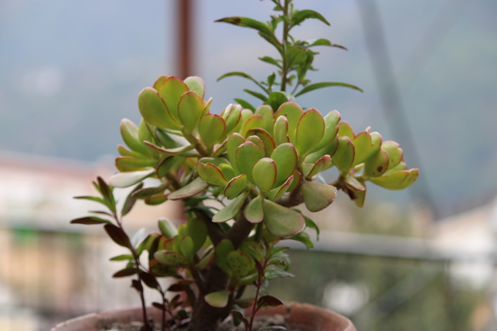 green and white plant in close up photography during daytime