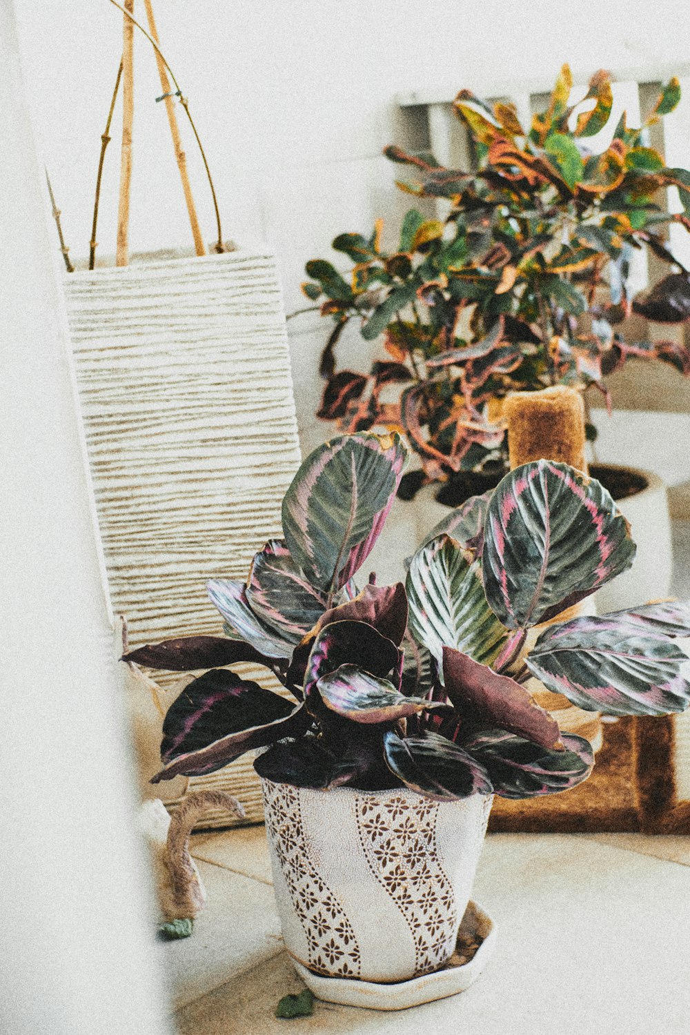 green plant on white pot