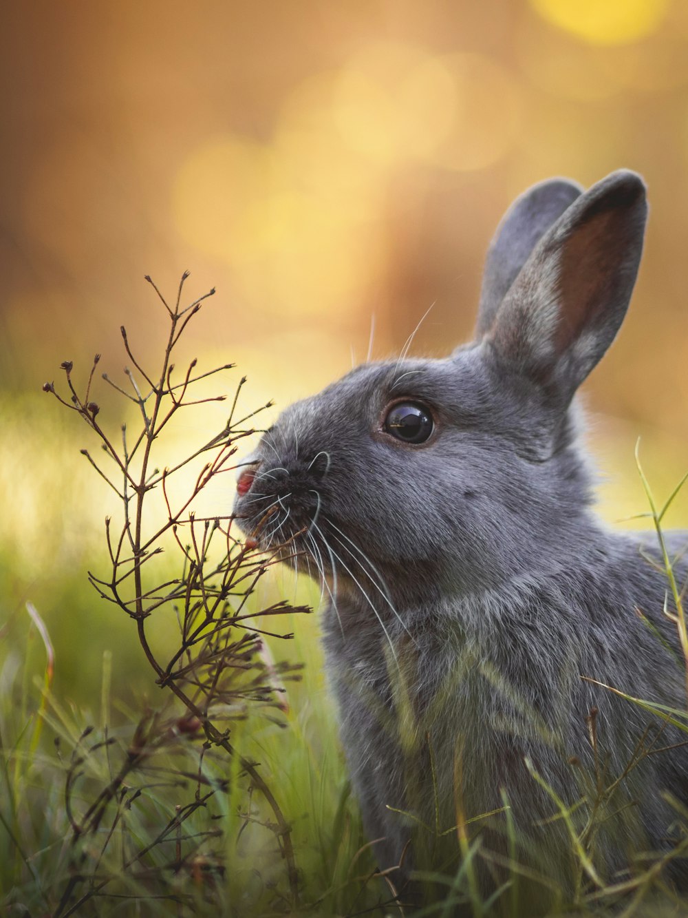 brown rabbit on green grass during daytime