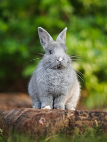 gray rabbit on brown wood log