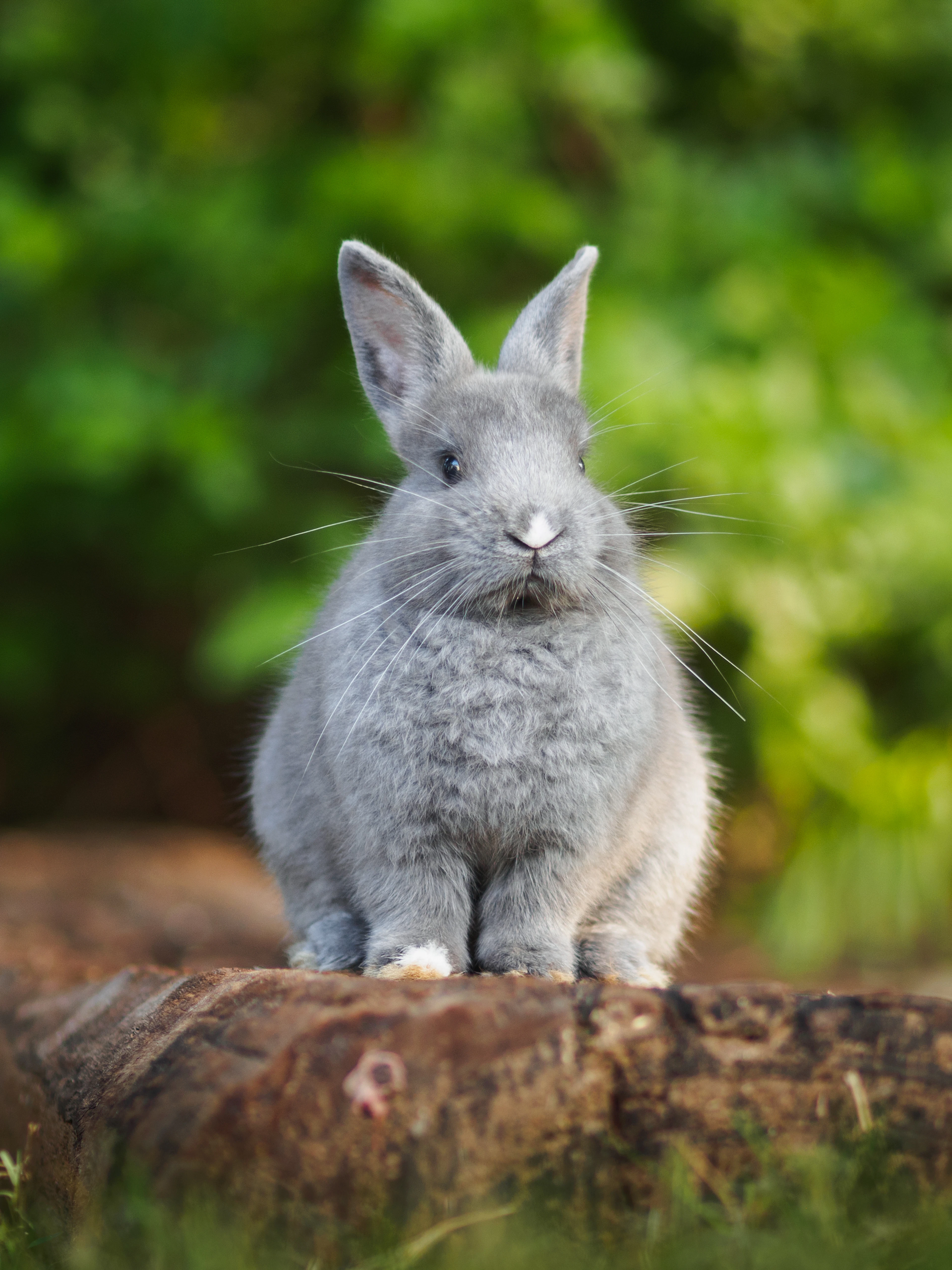 Small grey rabbit sitting on a log