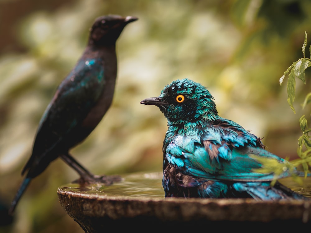 blue and black bird on brown wooden table
