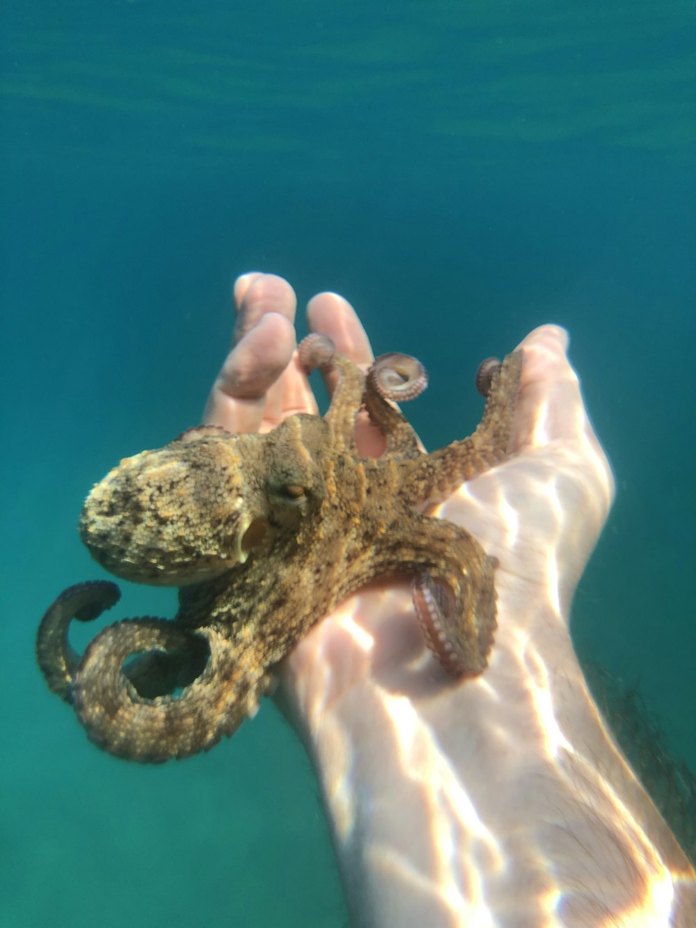 persons feet on brown and beige starfish