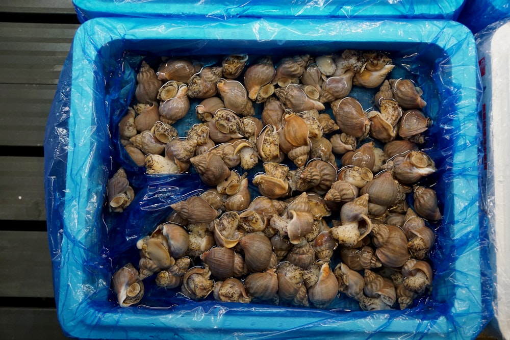 brown and white mushrooms in blue plastic container